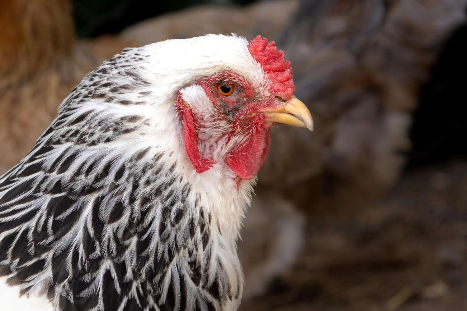 鸡的侧面视图与红色的肉汁和黑色和白色的羽毛