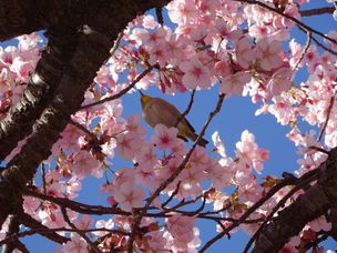 樱花，一只鸟坐在树枝上