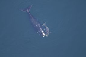 一头露脊鲸幼崽和妈妈