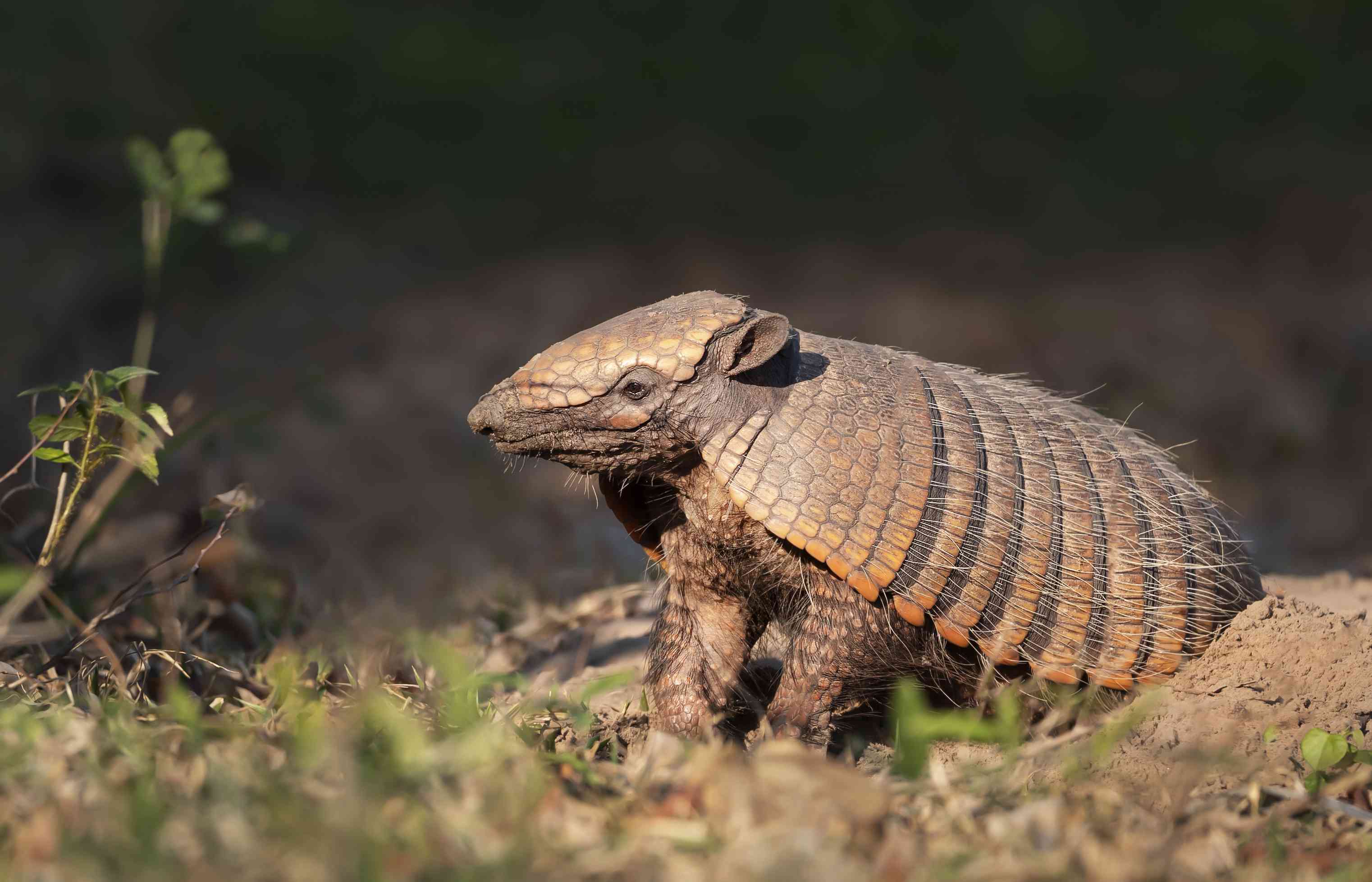 巴西潘塔纳尔南部，一只六纹犰狳(Euphractus sexcinctus)站在它的洞穴旁边＂width=