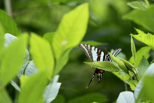 木瓜树叶子附近的斑马燕尾蝶