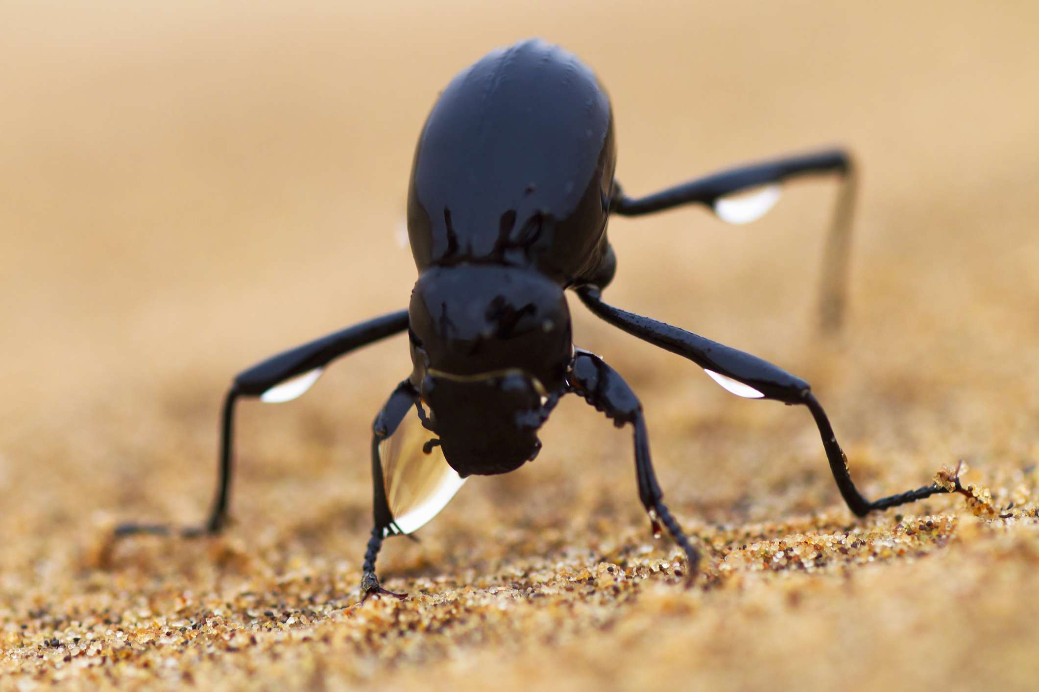 纳米布沙漠甲虫，腿上有水滴＂width=