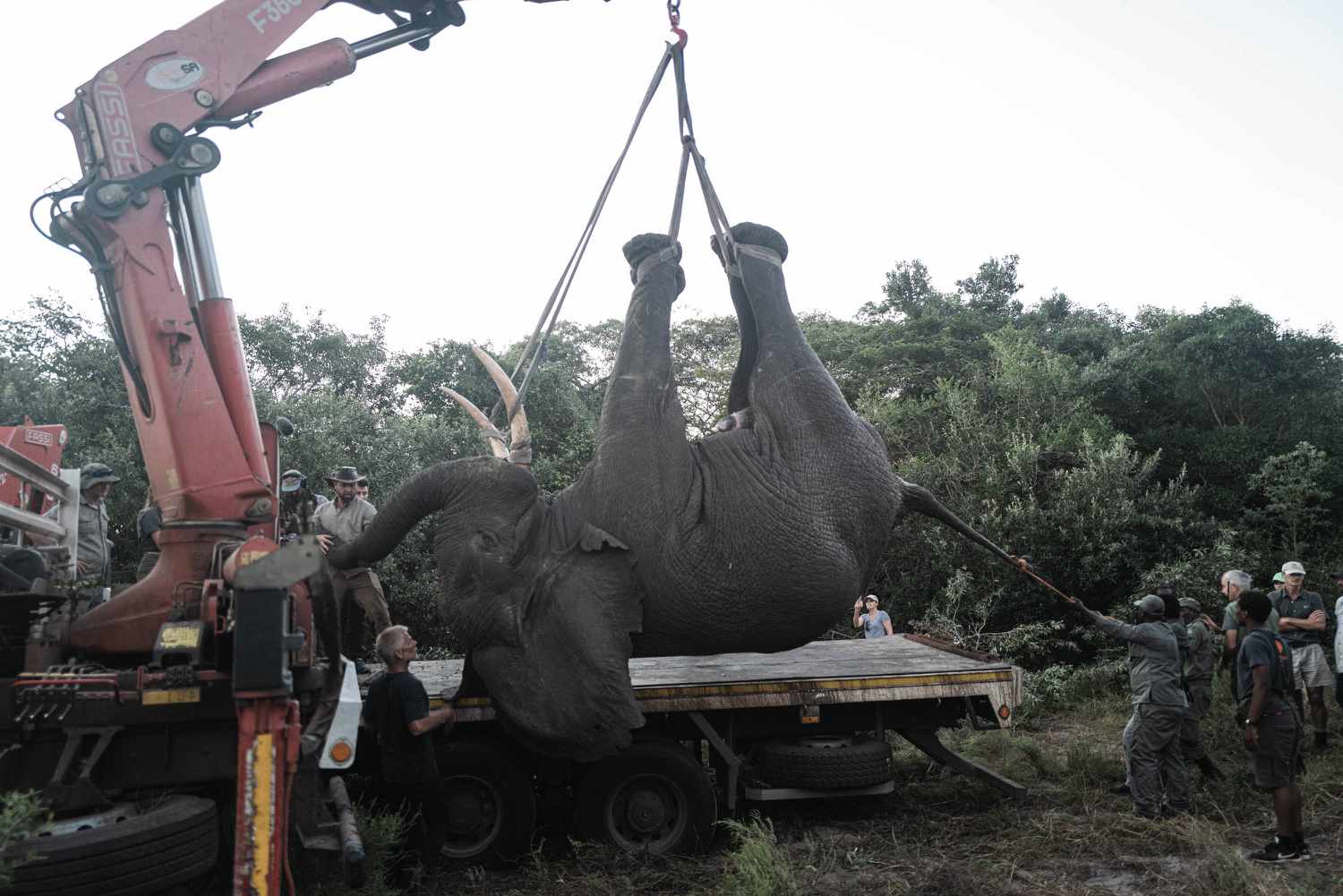 大象被起重机救出