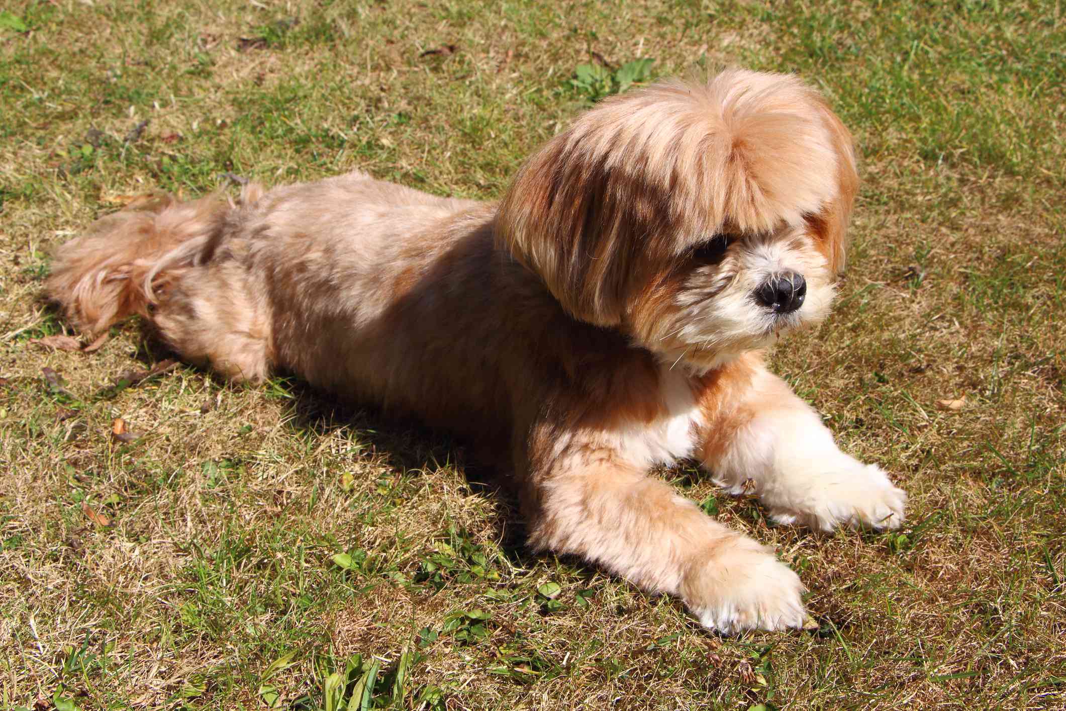 棕褐色短发拉萨阿普索犬在金色的阳光下躺在草地上