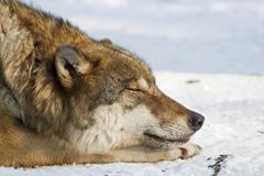欧洲狼（canis狼疮）在冬天睡觉