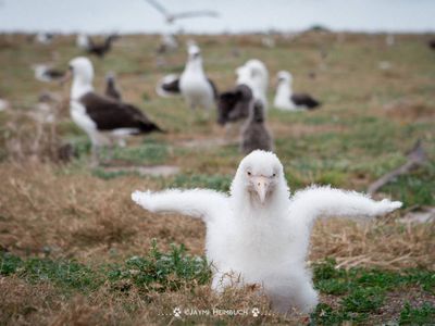 leucistic albatross