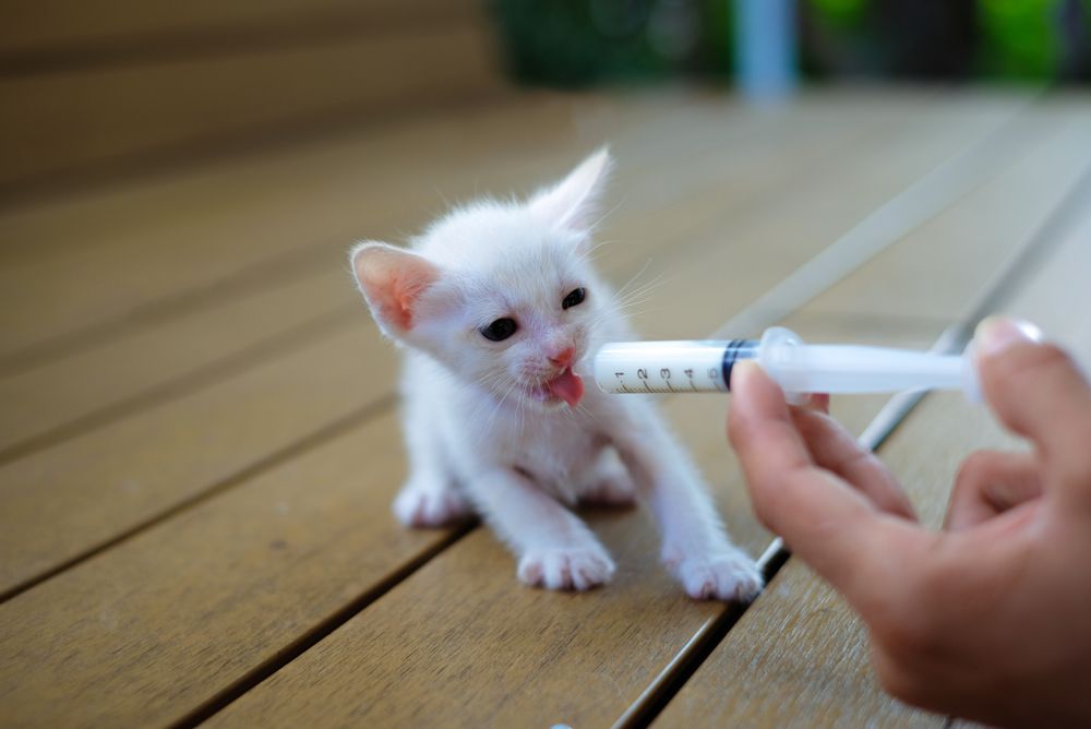 一只可爱的白猫孤儿用注射器喂母乳