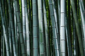 Moso Bamboo，Arashiyama“width=