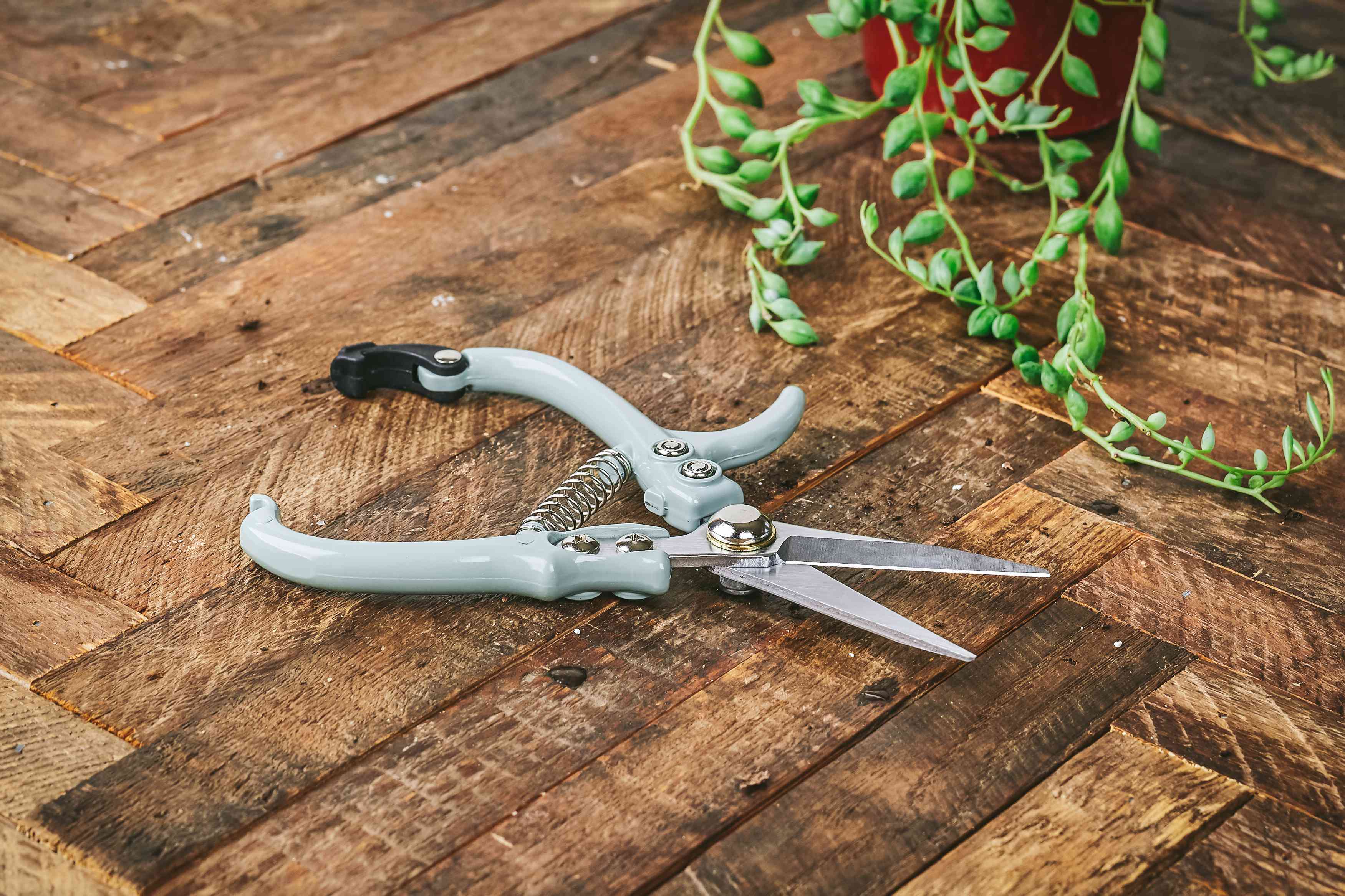 浅蓝色的园艺剪或修剪器放在多汁的室内植物旁边的木桌上