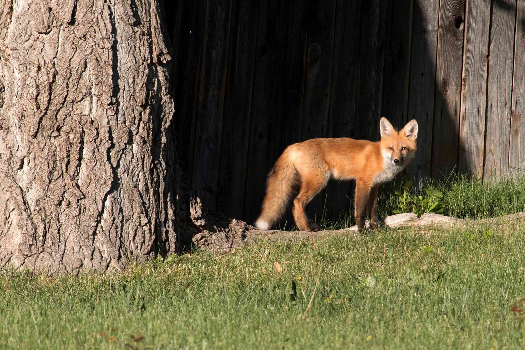 红狐站在后院，旁边是茂密的树干和木栅栏