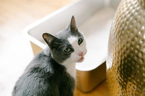 灰色和白色的猫咪从不锈钢的猫砂盒里抬头微笑