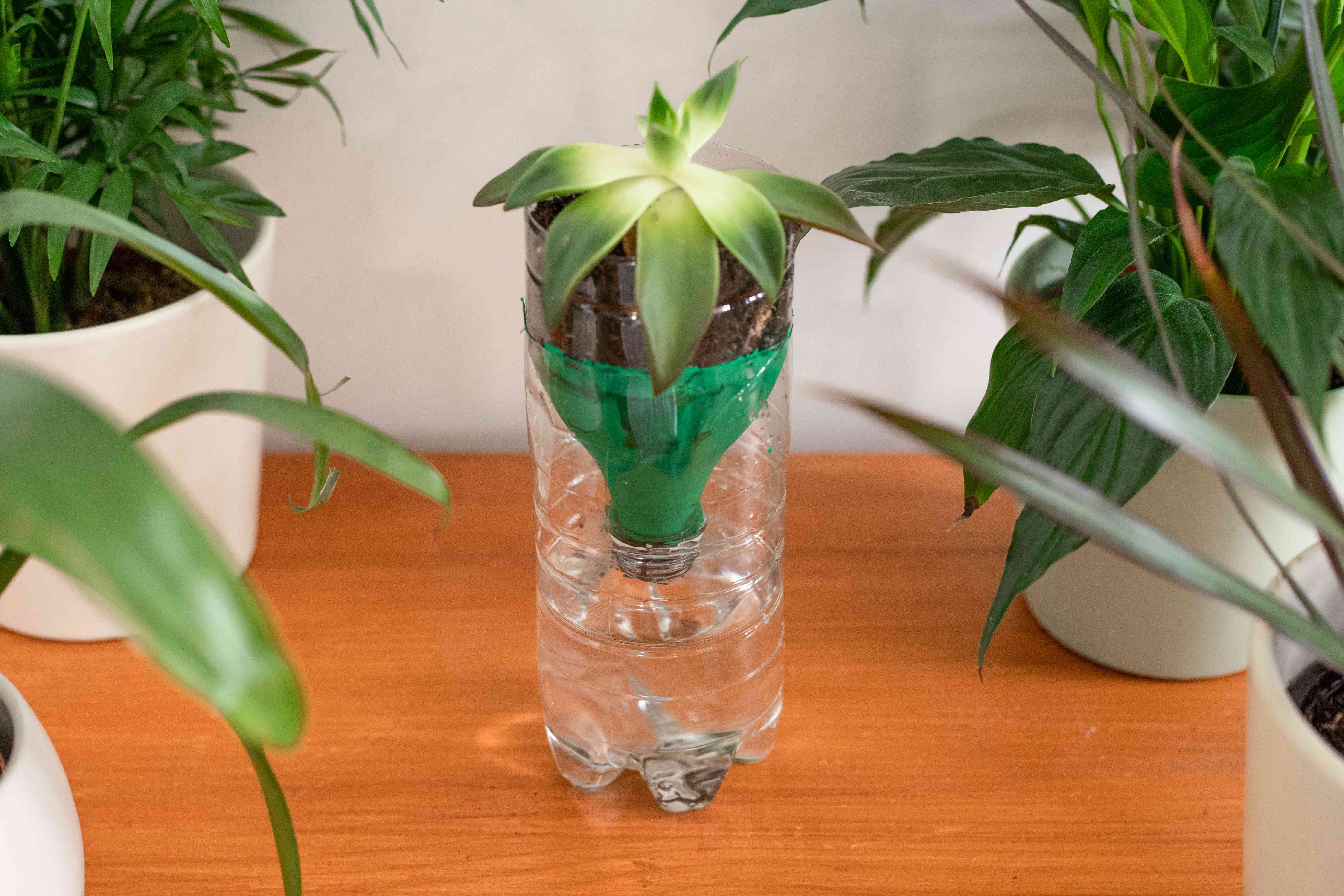 升上塑料水瓶变成了植物自我水