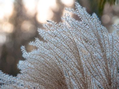 转基因芒草、观赏白色羽毛草