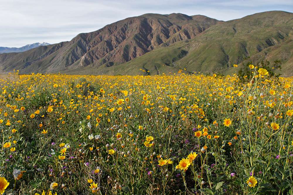 2005年，亨德森峡谷（Henderson Canyon）在亨德森峡谷（Henderson Canyon）四处盛开