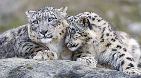 两只雪豹抱在一起＂width=