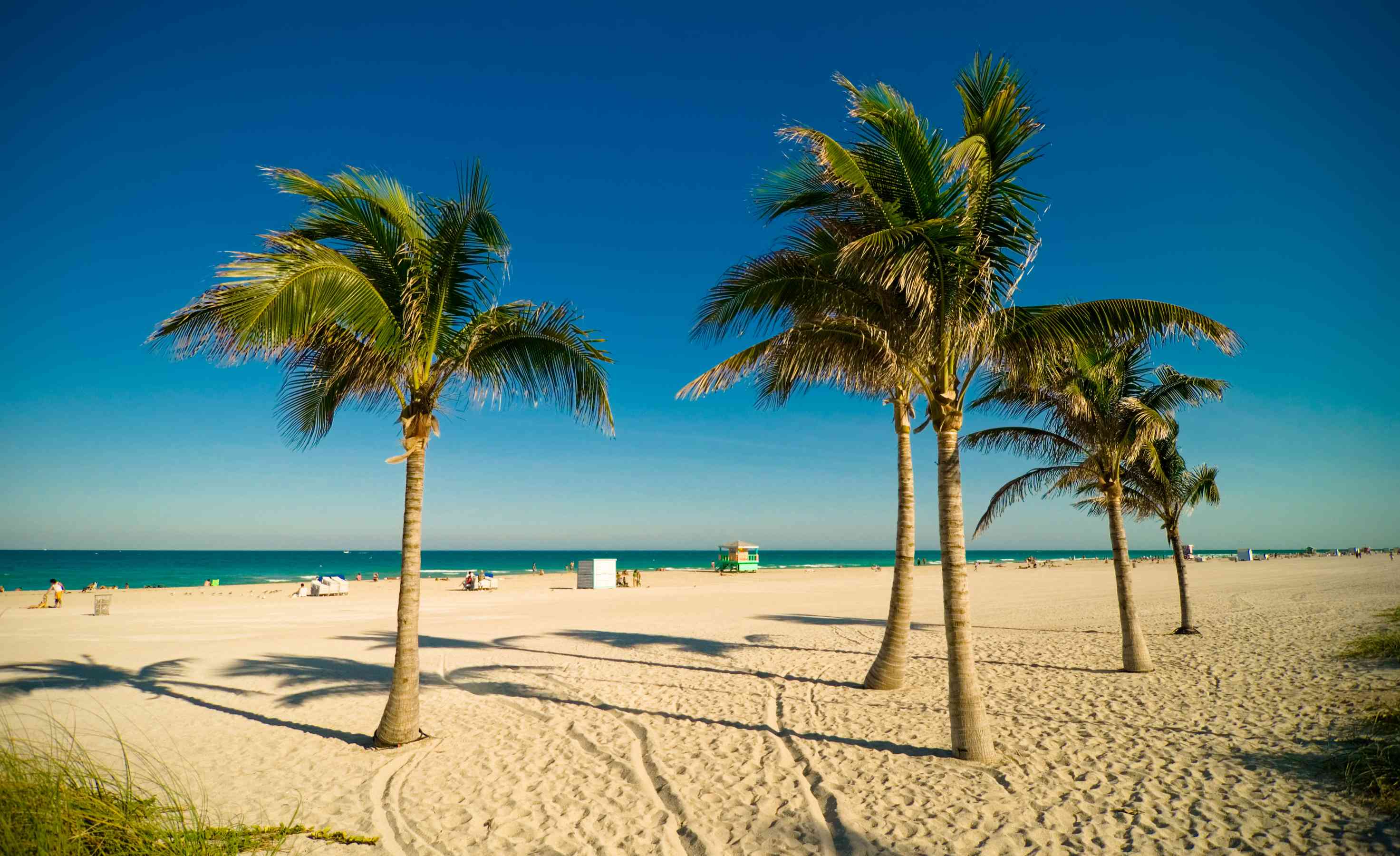 迈阿密海滩棕榈树“width=