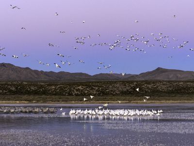 成群的雪雁和沙丘鹤在博斯克德尔阿帕奇国家野生动物保护区，新墨西哥州
