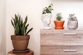 蛇植物、常春藤、迷迭香和多汁植物显示在卧室梳妆台”width=