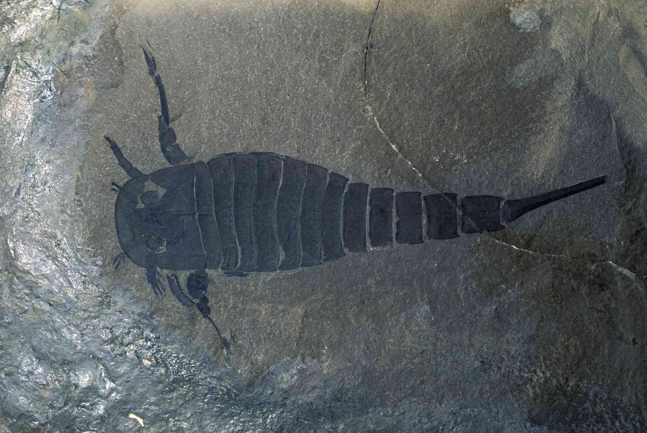 志留纪时期的一种海蝎化石。＂width=