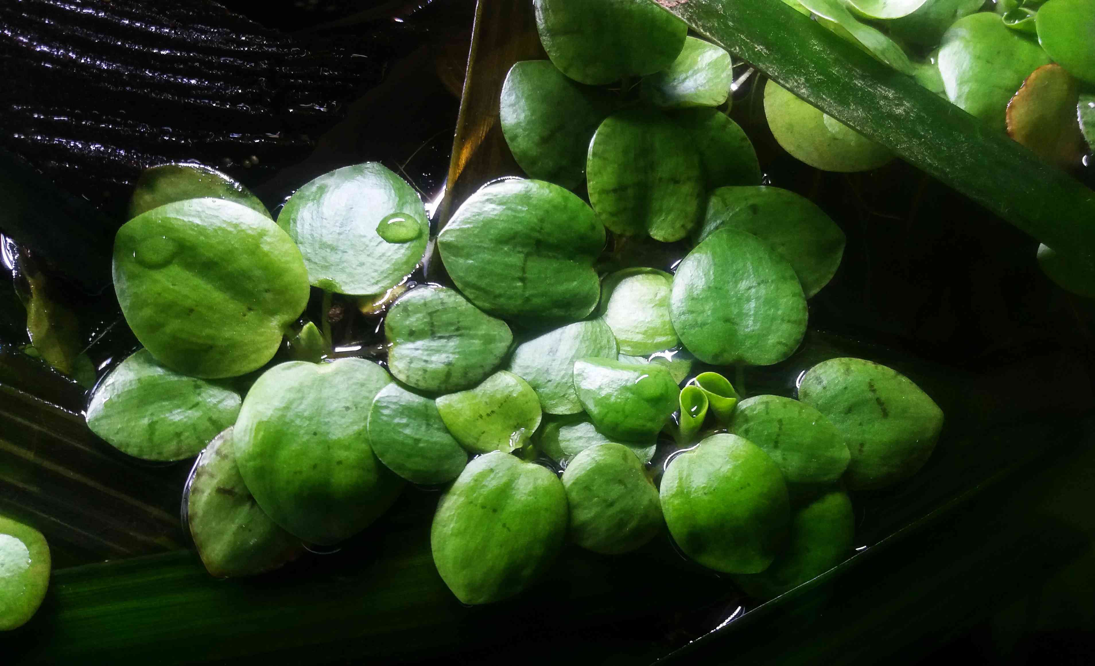 浮动水族馆植物