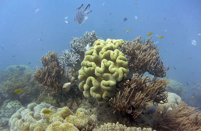 鱼儿游过大堡礁的珊瑚