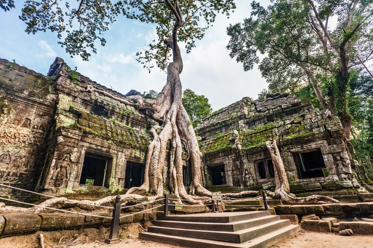 在柬埔寨吴哥的一座石砌庙宇周围生长着一棵高大的树根＂class=