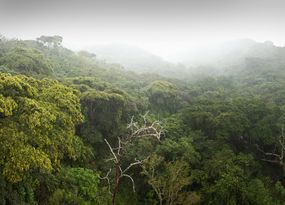 热带雨林冠层