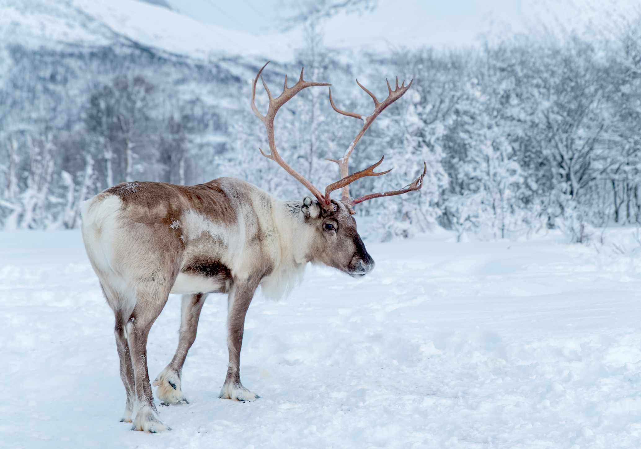 挪威特罗姆郡，驯鹿站在白雪覆盖的荒野中＂width=