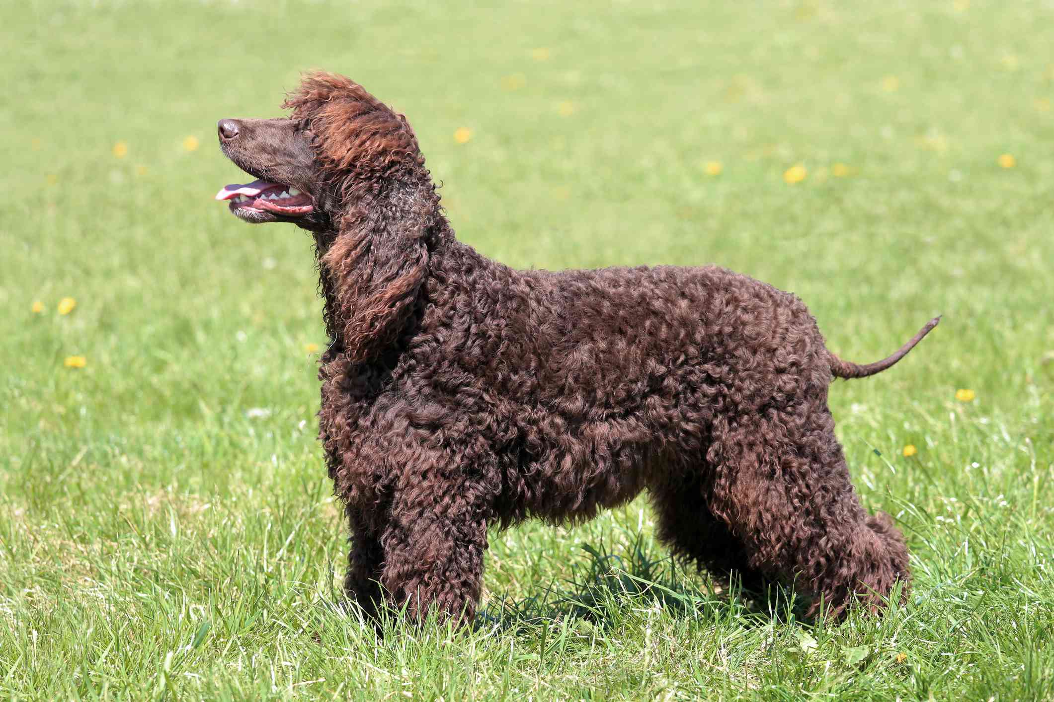 侧视图棕色爱尔兰水猎犬站在绿色的草地