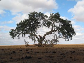 在干旱的土地中央有一棵非常古老的树