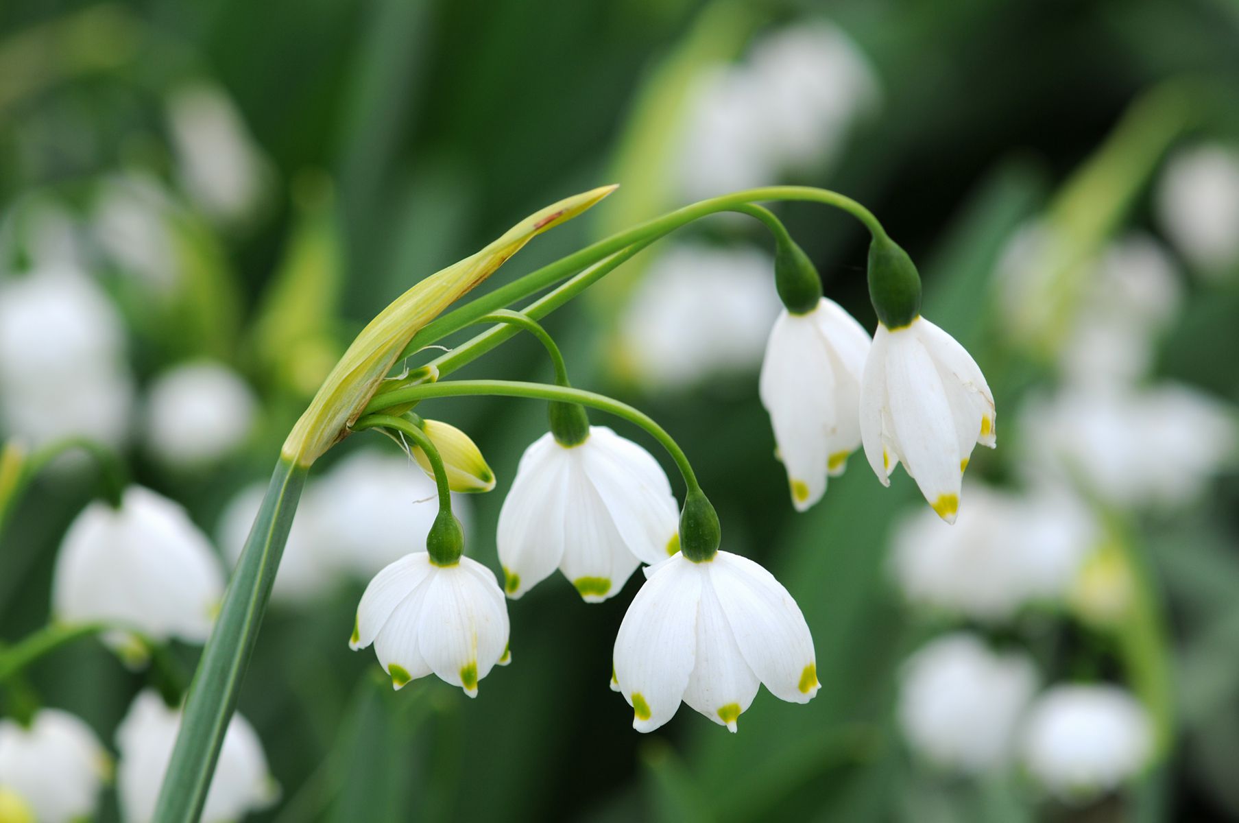 白色白花从茎上悬挂