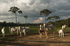 牛在森林砍伐的亚马逊土地上放牧