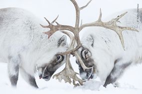 reindeer battling