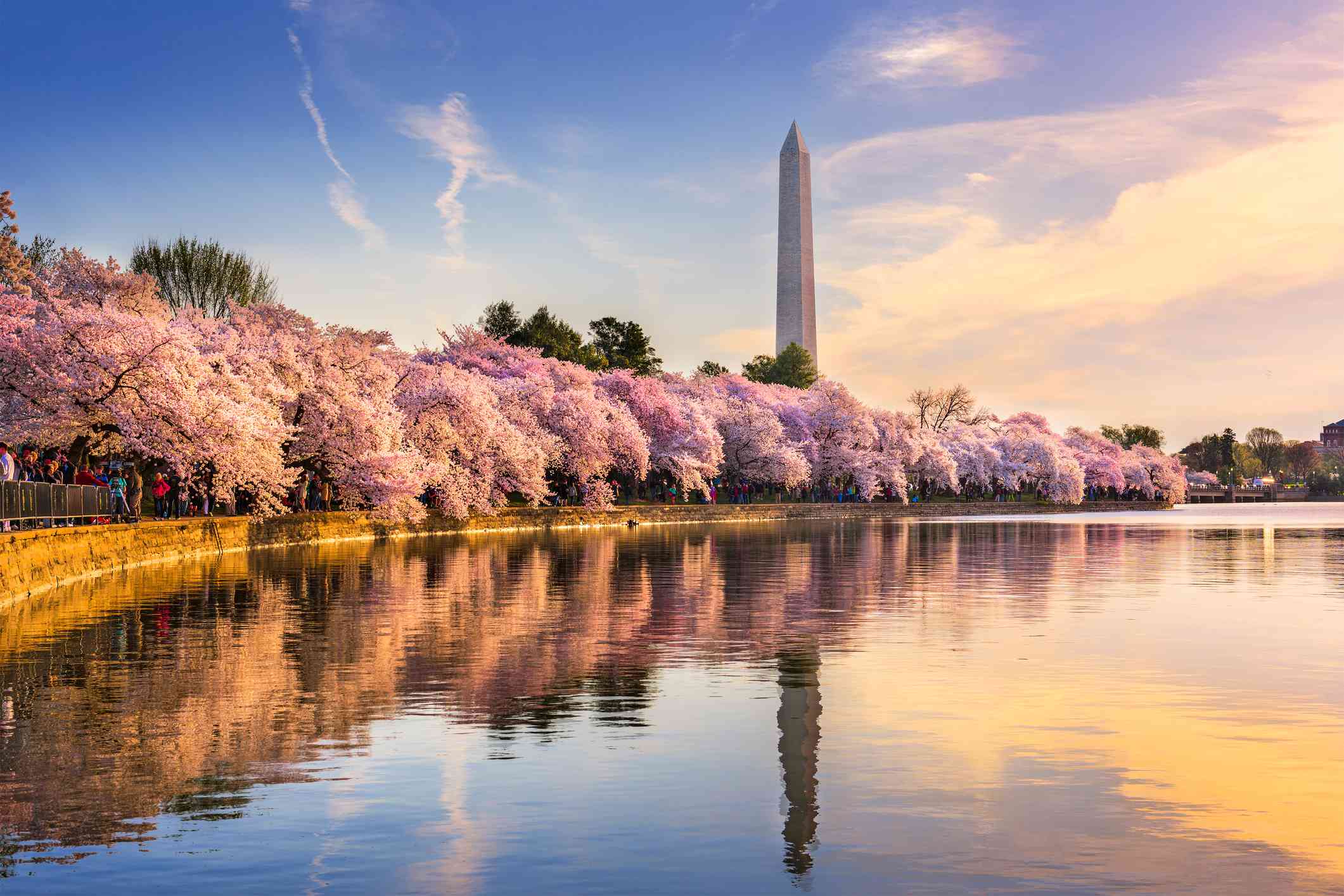 樱花树在水面上盛开，华盛顿纪念碑在蓝天下方的远处