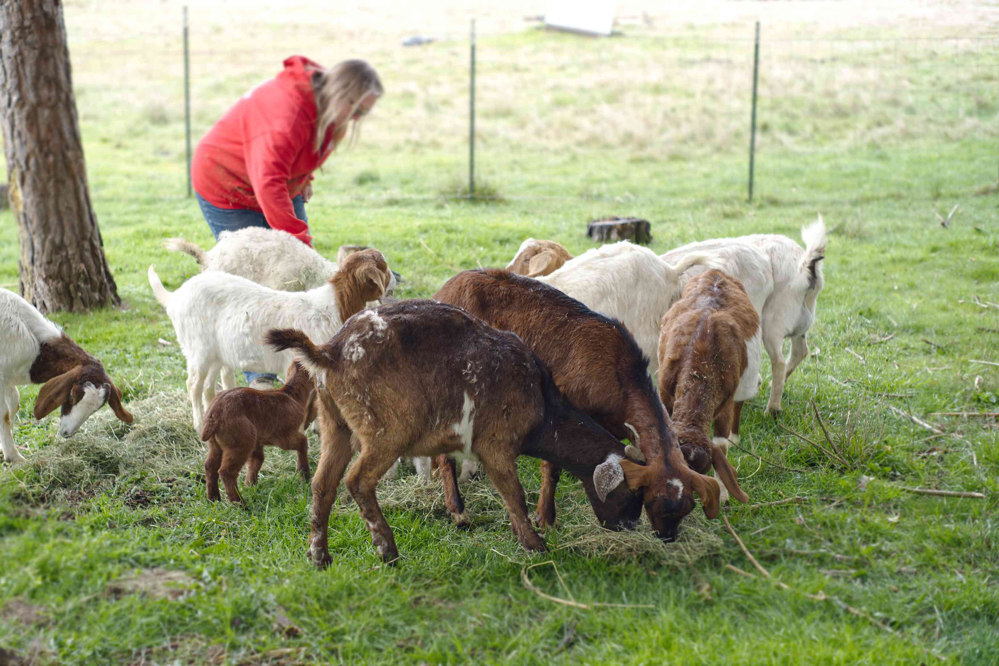 农民在田间照料一群在绿色草地上吃干草的成年山羊和小山羊＂width=