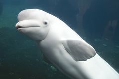 在神秘水族馆的一个白鲸鲸鱼在神秘的，康涅狄格州神秘水族馆。