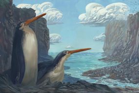 Kawhia巨人企鹅Kairuku Waewaeroa