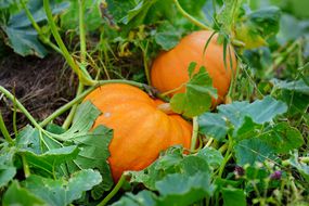 pumpkins in a home garden