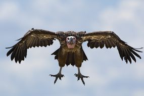 lappet的秃鹰降低了翅膀，看起来像是直接向您飞行。
