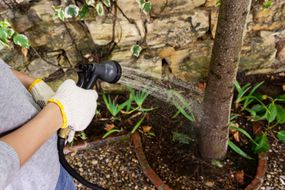 一个戴着手套的女人在花园里给树浇水。