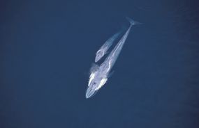 和幼鲸一起游泳的蓝鲸＂width=