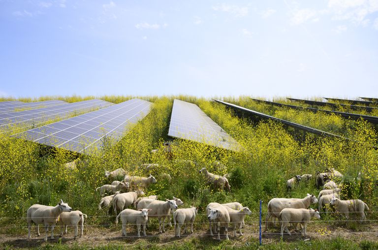 在荷兰的一个太阳能农场放牧芥菜植物