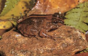 Mantidactylus augustini青蛙在马达加斯加”>
          </noscript>
         </div>
        </div>
        <div class=