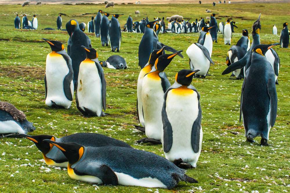 一群王企鹅在草地上＂width=