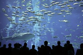 一群游客乔治亚水族馆看一条鲸鲨和杰克的大学校”width=