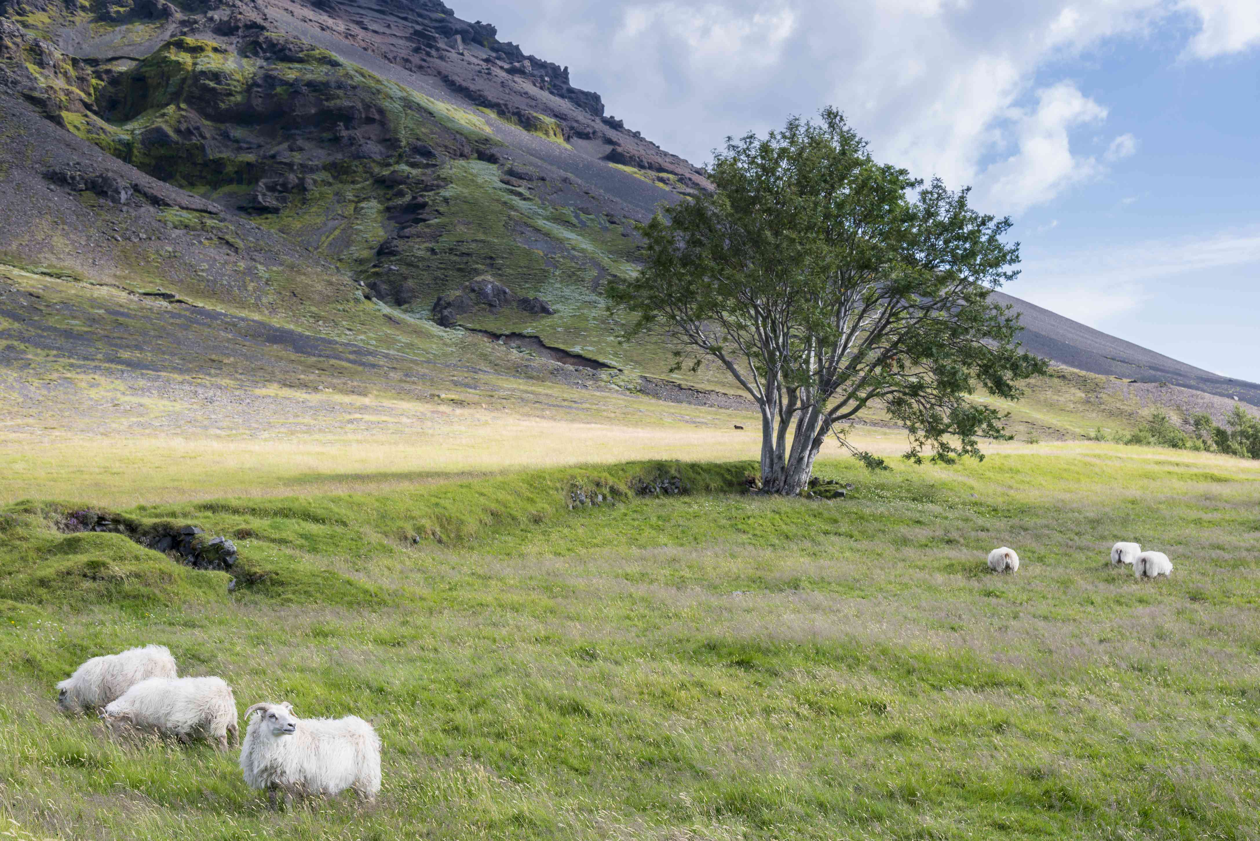 在冰岛南部吃草的羊
