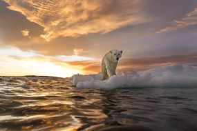 北极熊，浅水湾，努勒维特，加拿大＂width=
