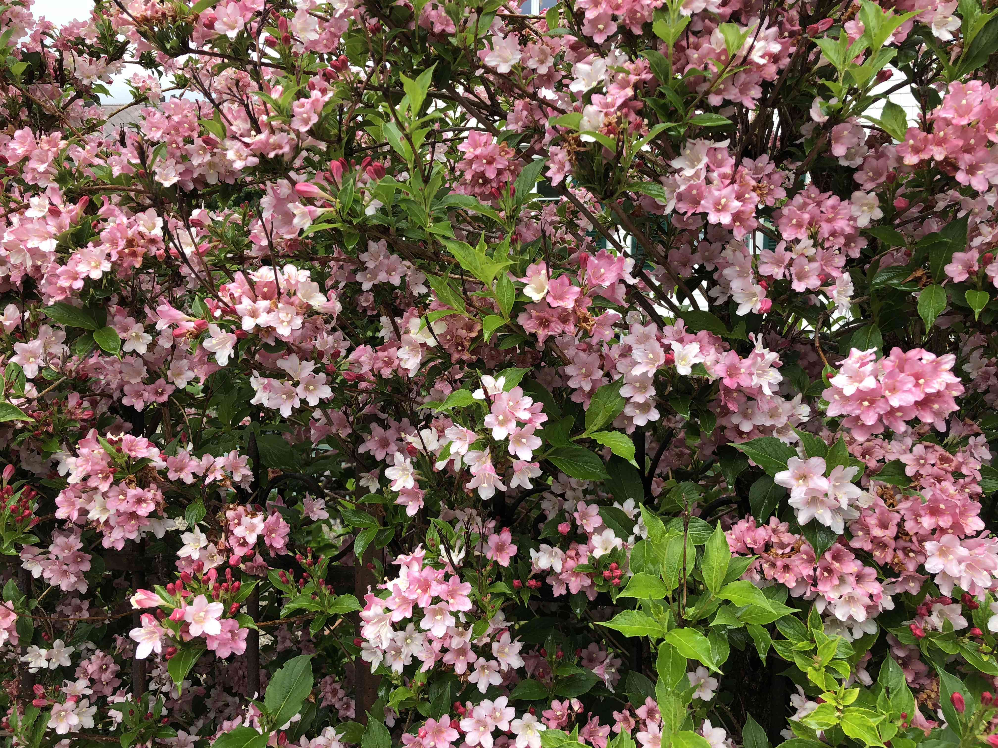 Weigela florida Pink Poppet