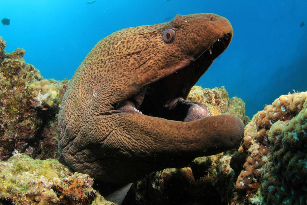 一条海鳗的头张着嘴从珊瑚礁里探出头来