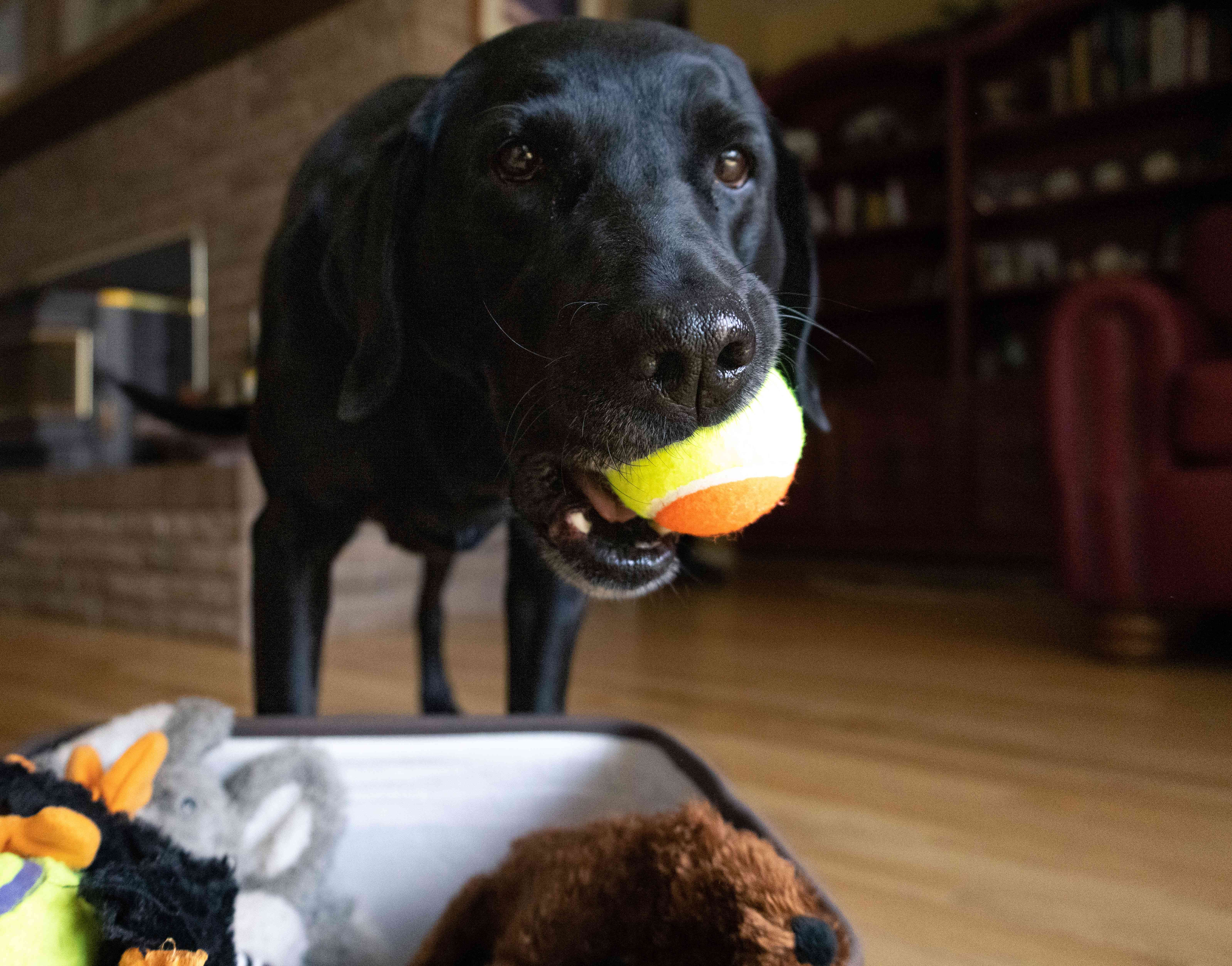 年长的黑狗将球带入嘴里，将玩具箱子放在